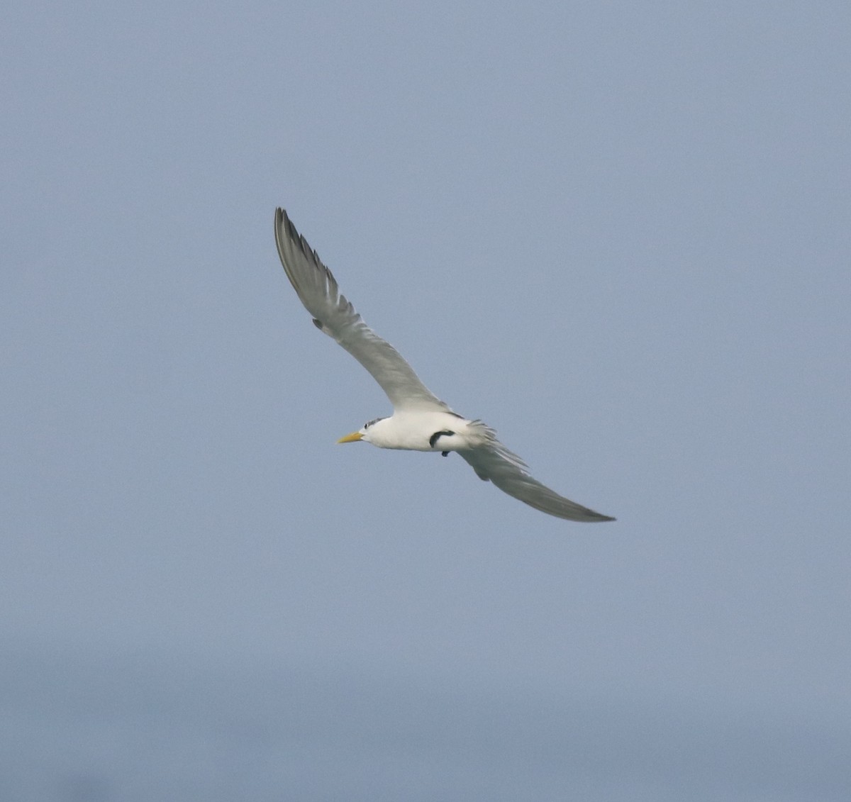 Great Crested Tern - ML615239530