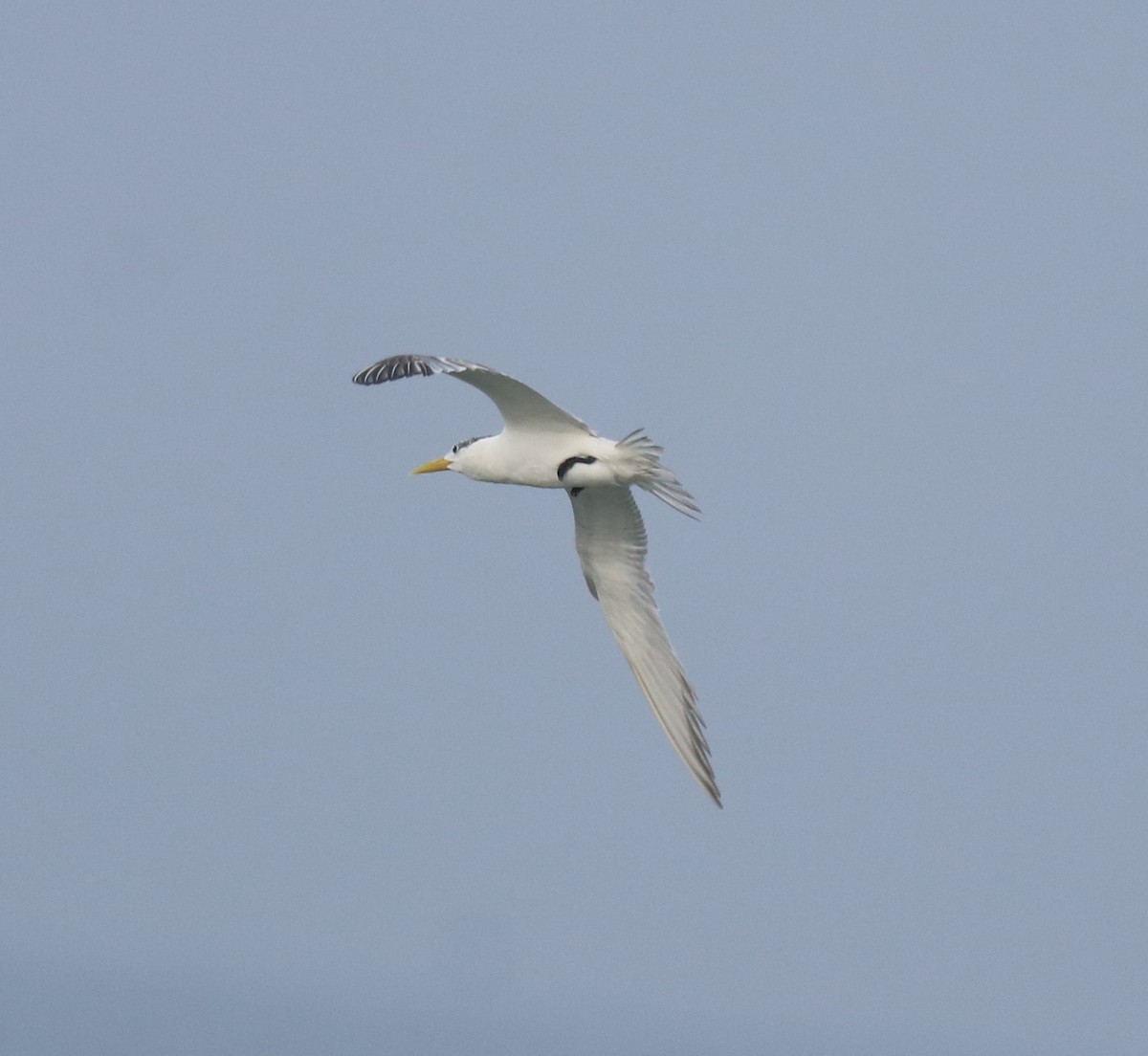 Great Crested Tern - Afsar Nayakkan