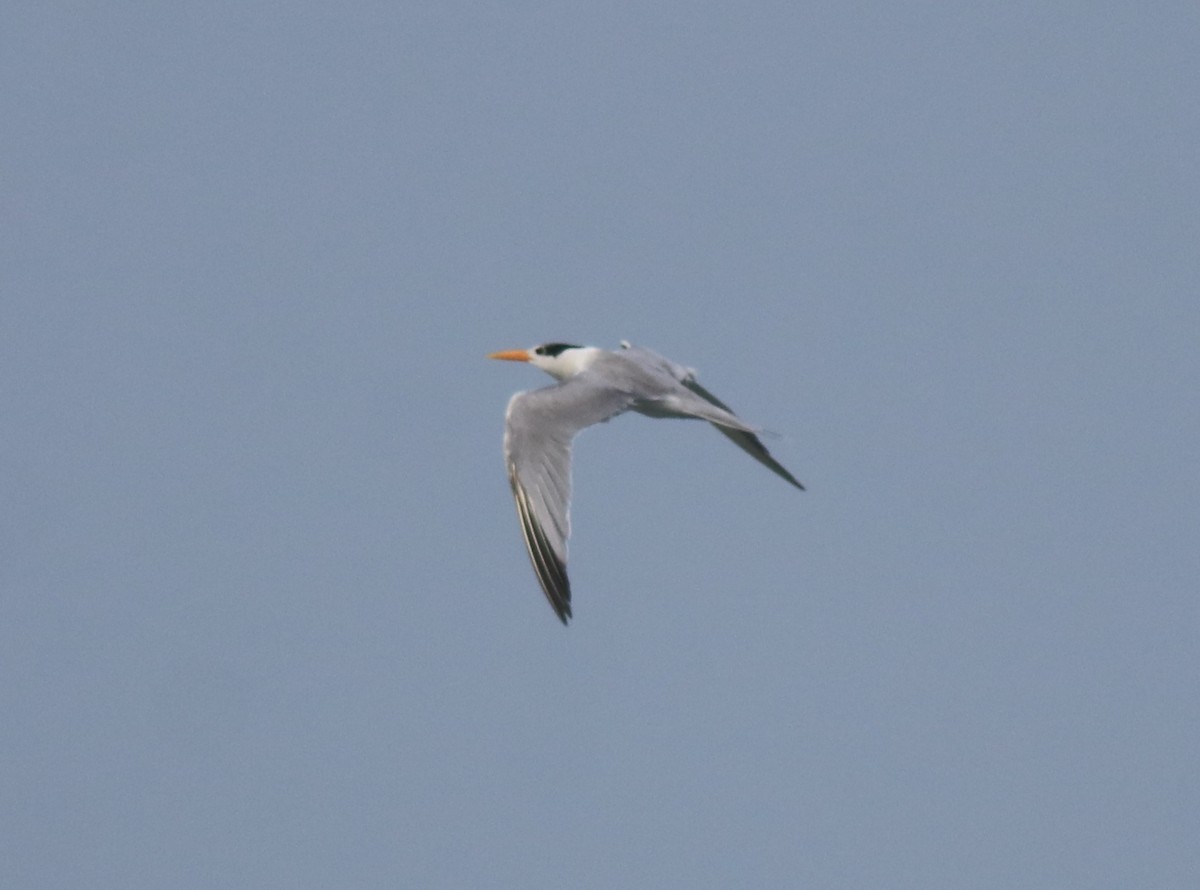 Lesser Crested Tern - ML615239535