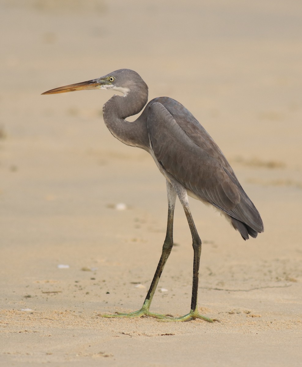 Western Reef-Heron - ML615239624