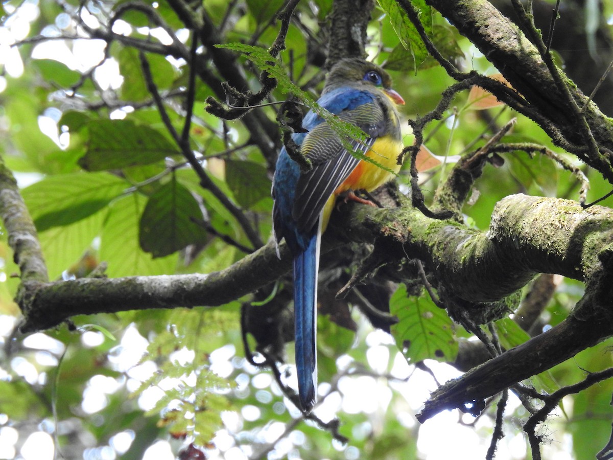 Javan Trogon - ML615239650