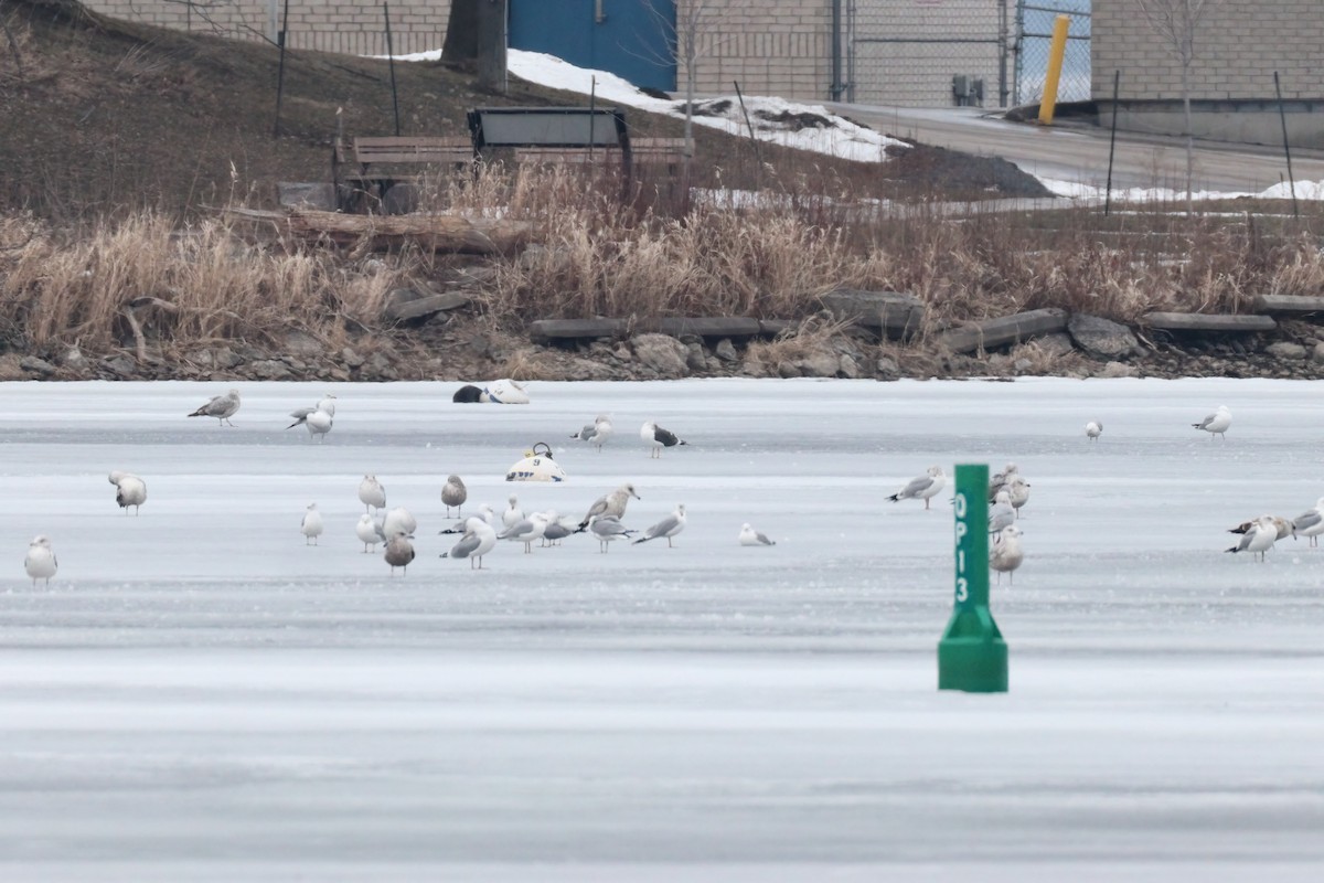 Ring-billed Gull - ML615239685