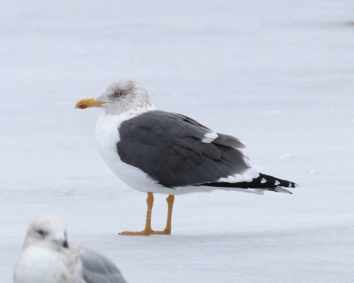 Lesser Black-backed Gull - ML615239693