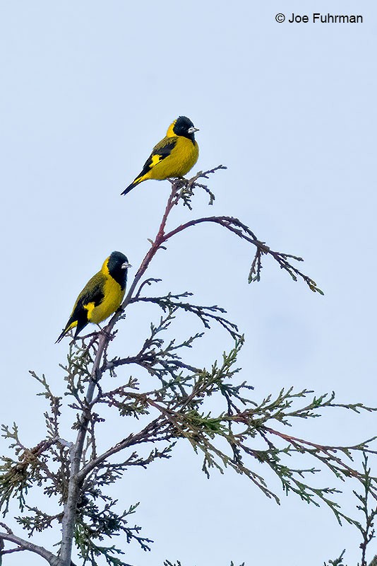 Black-headed Siskin - ML615239712