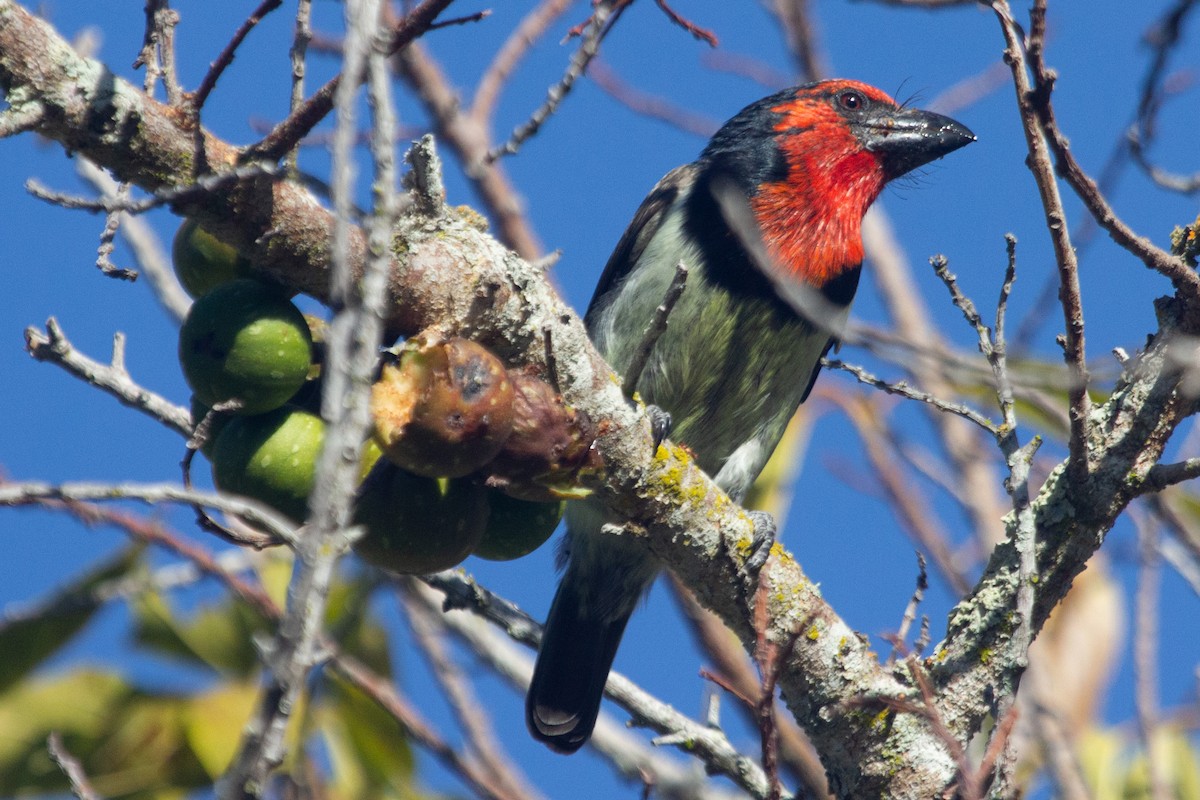 Black-collared Barbet - ML615239799