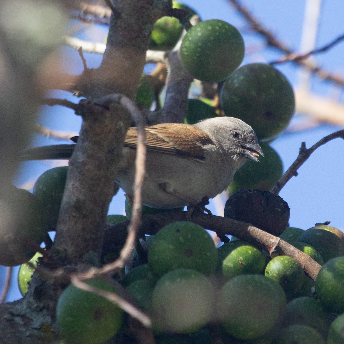 Southern Gray-headed Sparrow - ML615239800