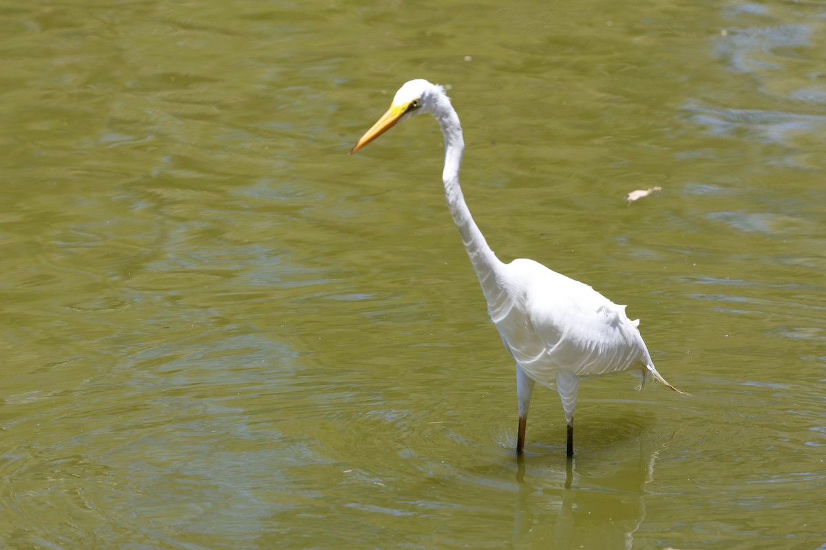 Great Egret - ML615239909