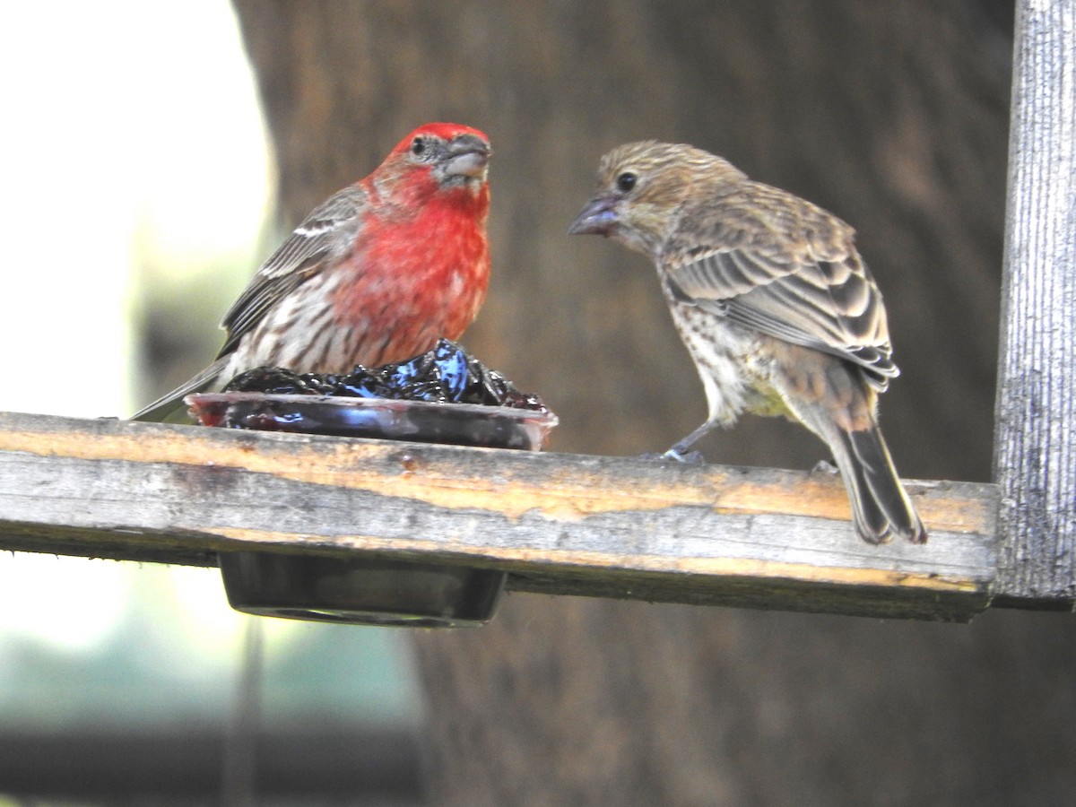 House Finch - Mick ZERR