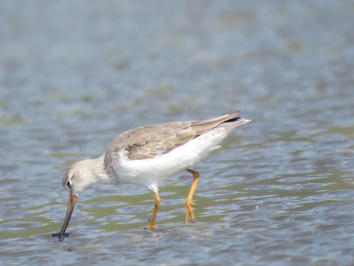 Terek Sandpiper - ML615240043