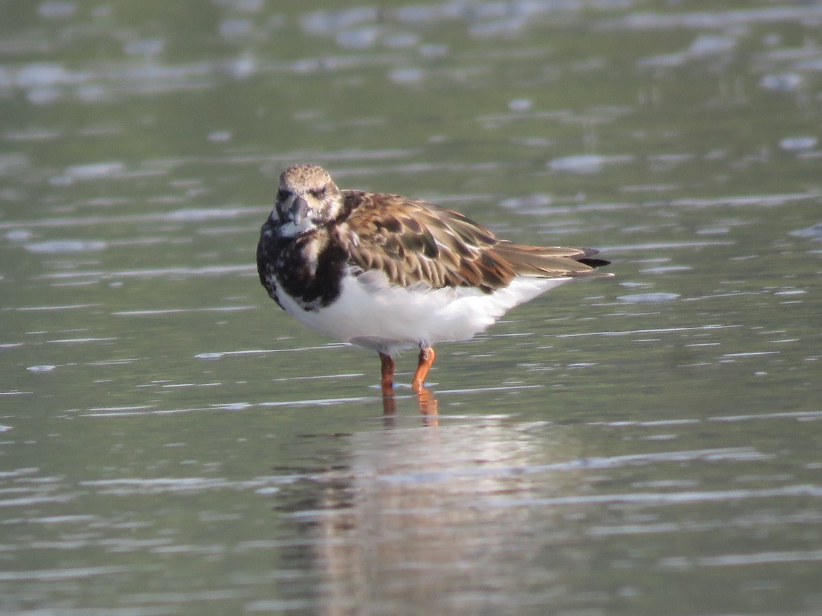 Ruddy Turnstone - ML615240051