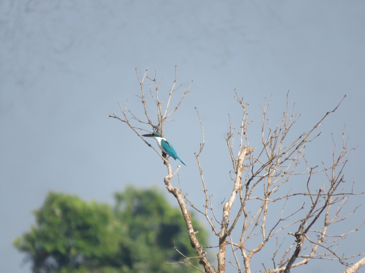 Collared Kingfisher - ML615240069