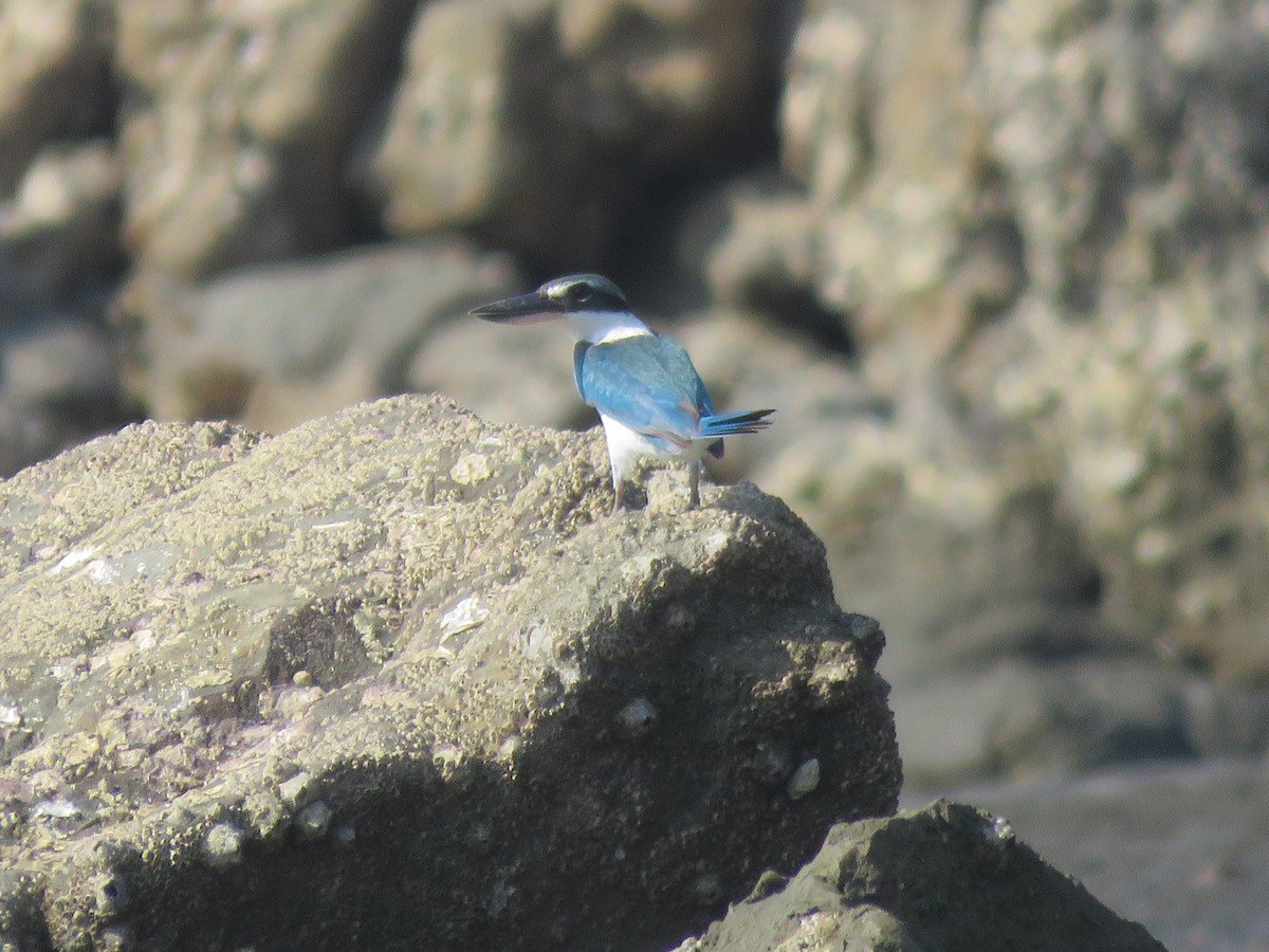 Collared Kingfisher - ML615240070