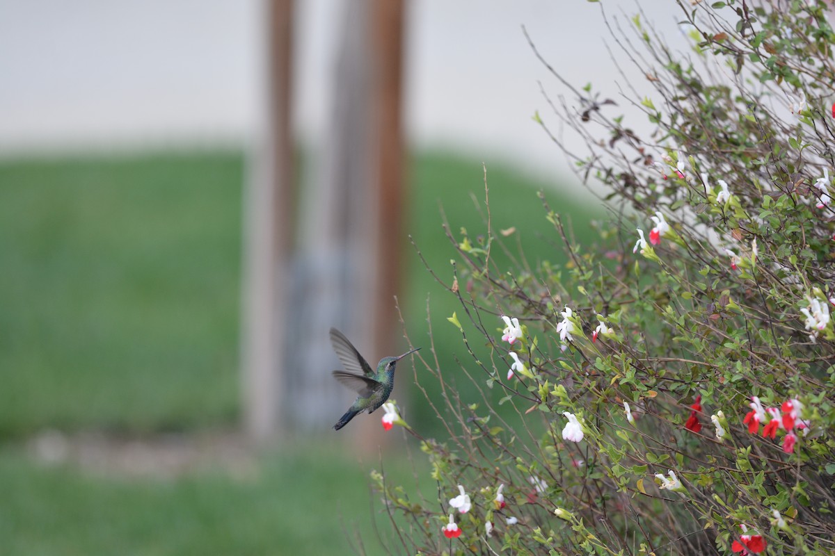 Broad-billed Hummingbird - Andrew Howe