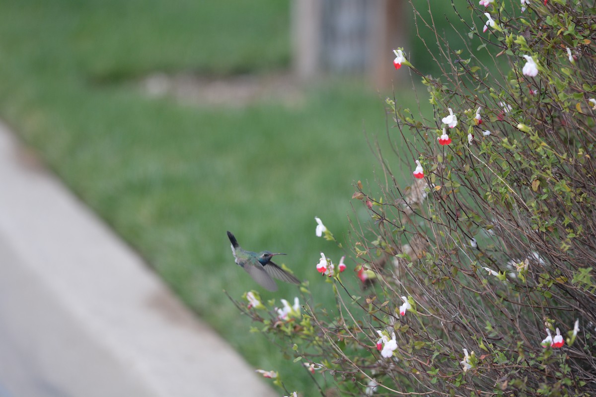 Broad-billed Hummingbird - Andrew Howe