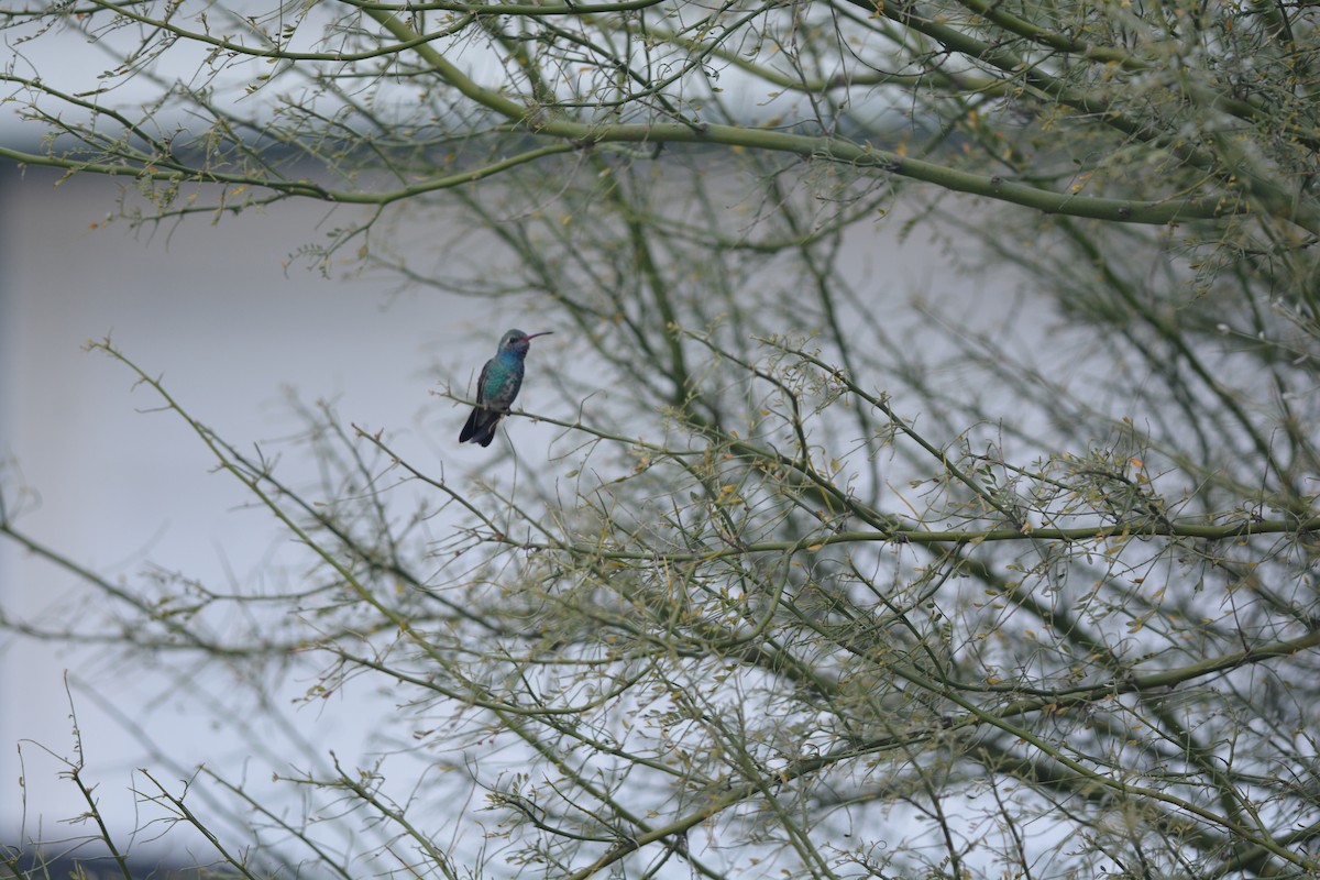 Broad-billed Hummingbird - Andrew Howe