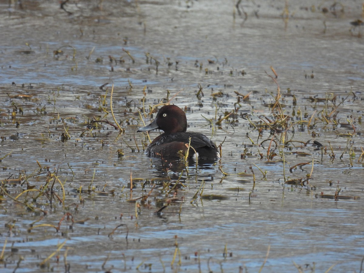 Ferruginous Duck - ML615240093