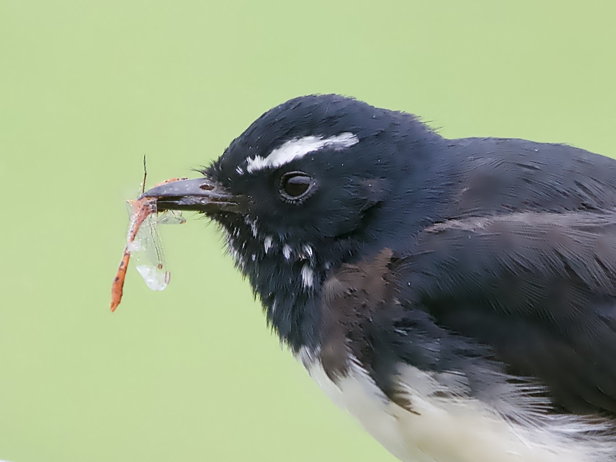 Willie-wagtail - ML615240143