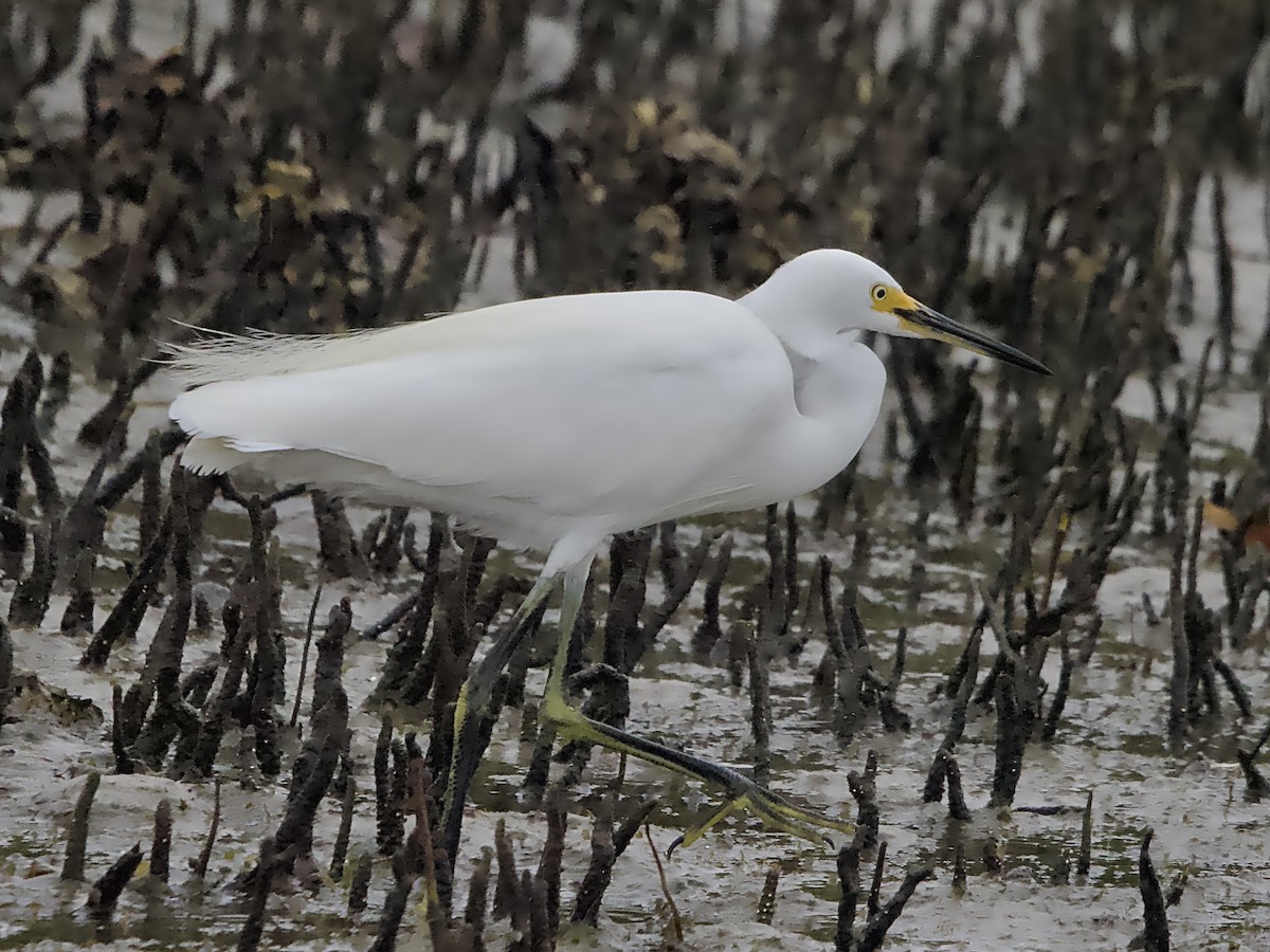 Little Egret - ML615240168