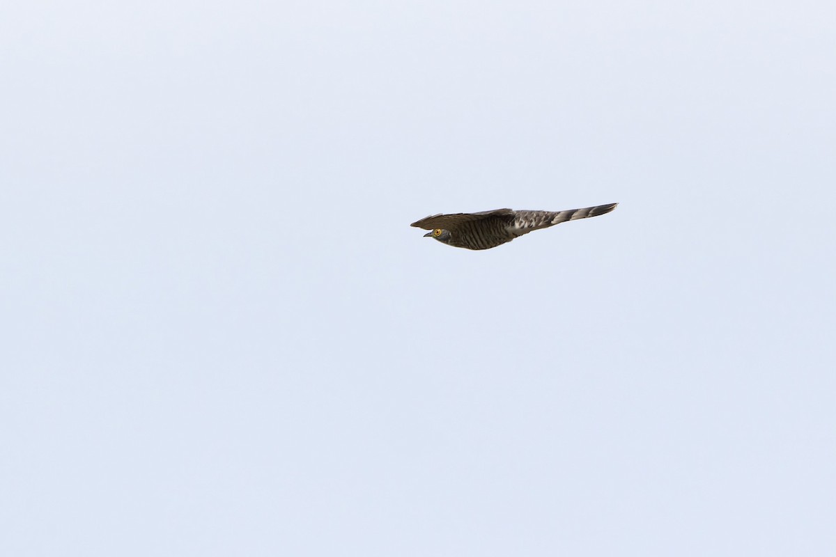 Large Hawk-Cuckoo - ML615240204