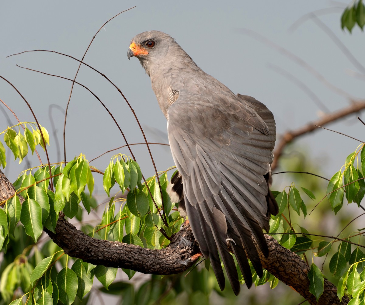 Dark Chanting-Goshawk - ML615240207