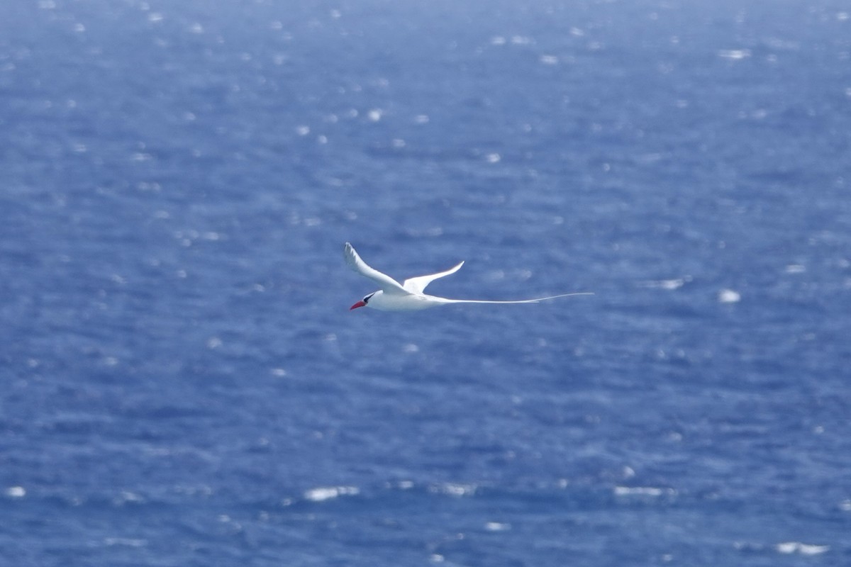 Red-billed Tropicbird - Molly Donahue