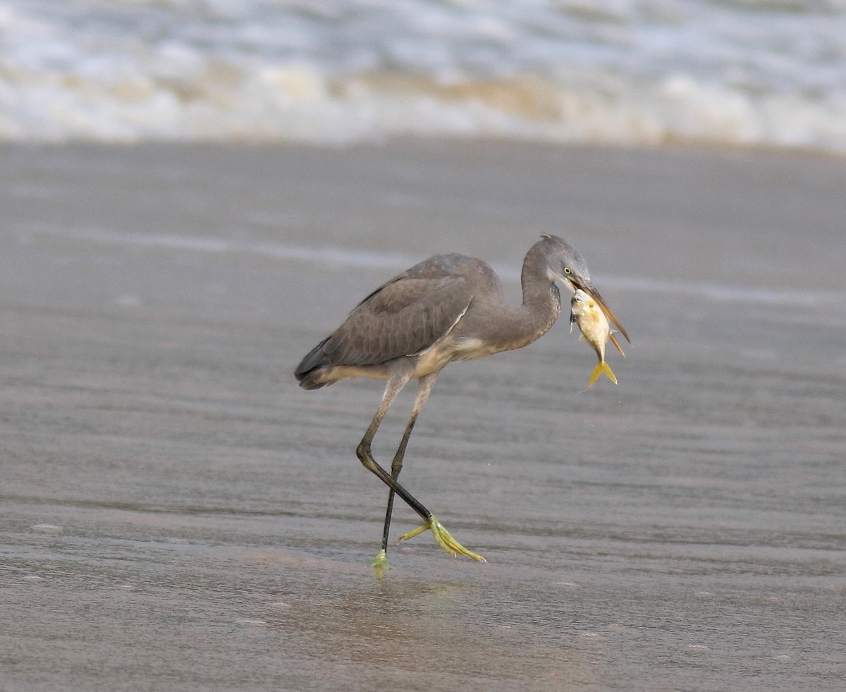 Western Reef-Heron - ML615240267