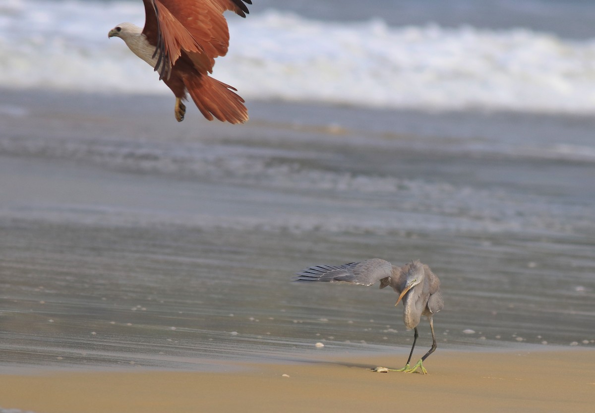 Western Reef-Heron - ML615240269