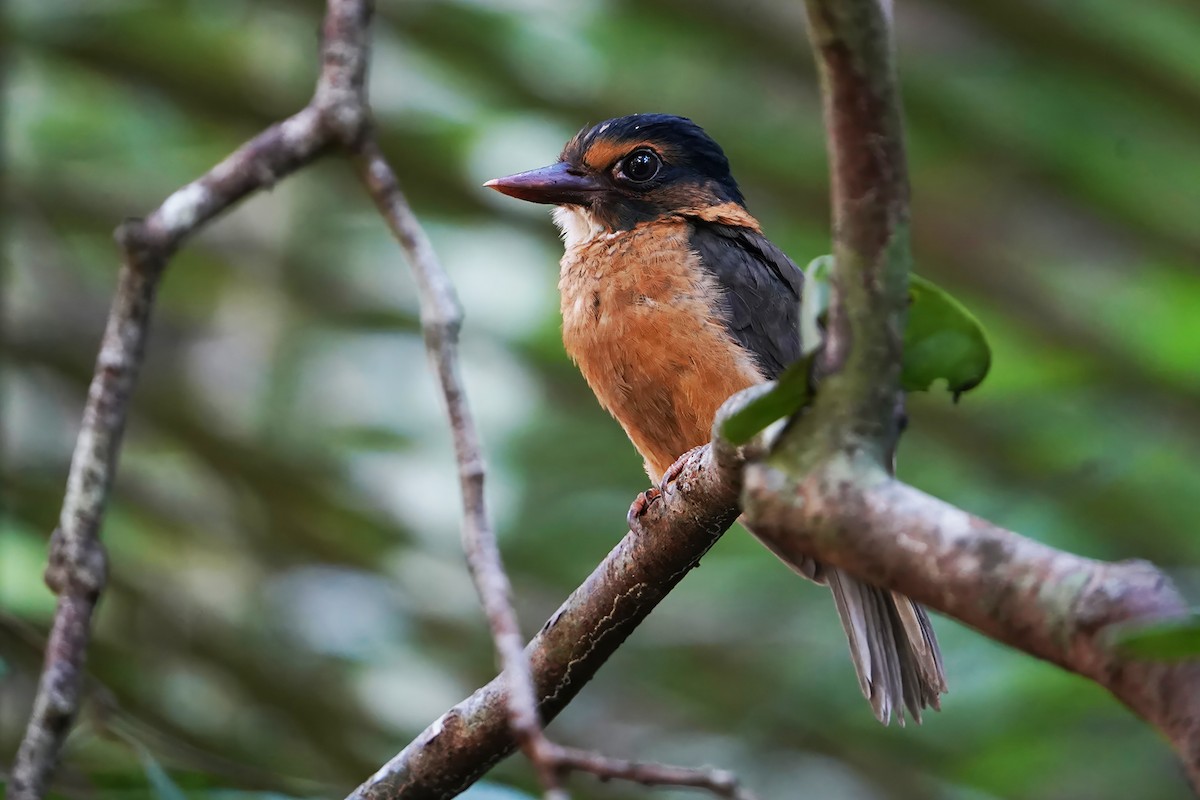 Green-backed Kingfisher (Black-headed) - ML615240306
