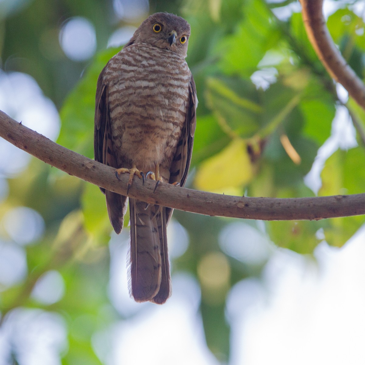 Frances's Sparrowhawk - ML615240313