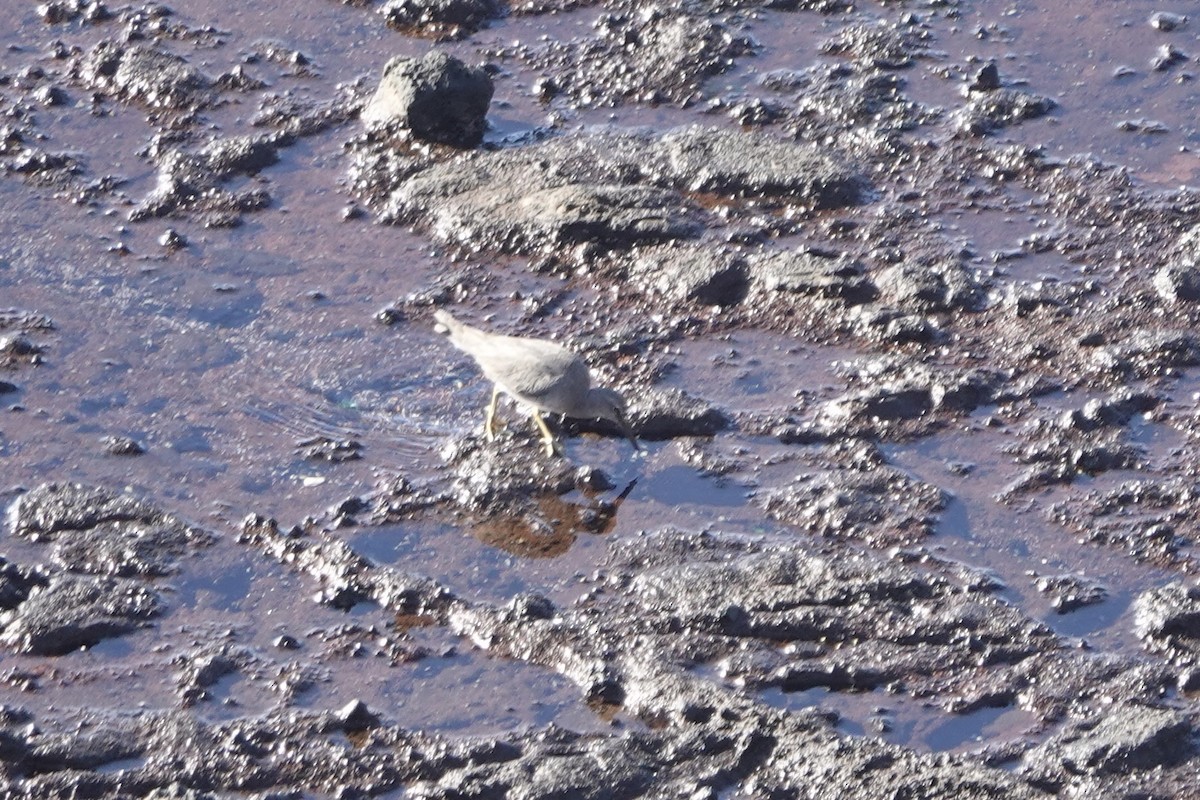 Wandering Tattler - ML615240324