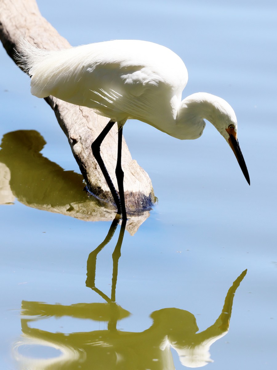 Little Egret - ML615240329