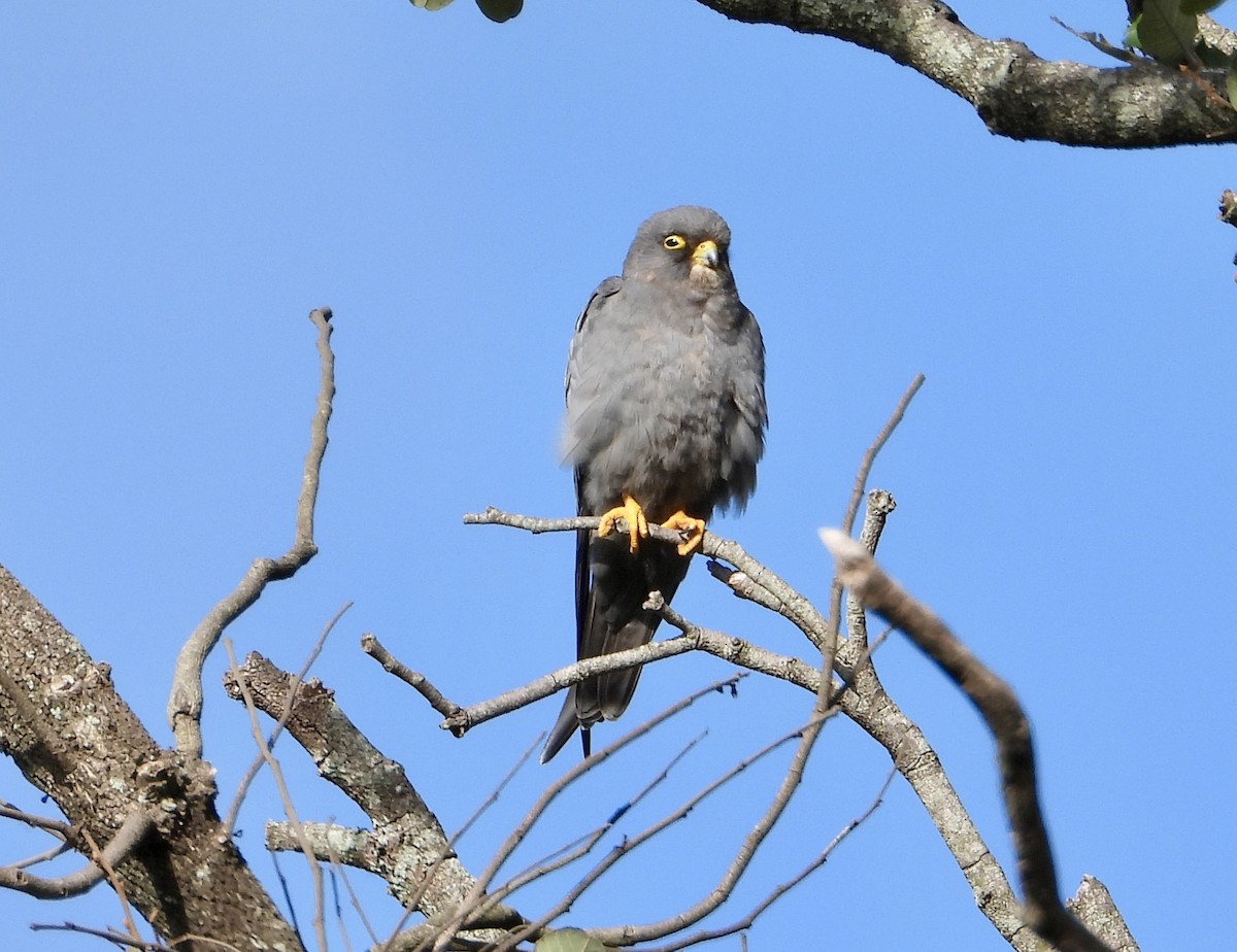 Sooty Falcon - ML615240330