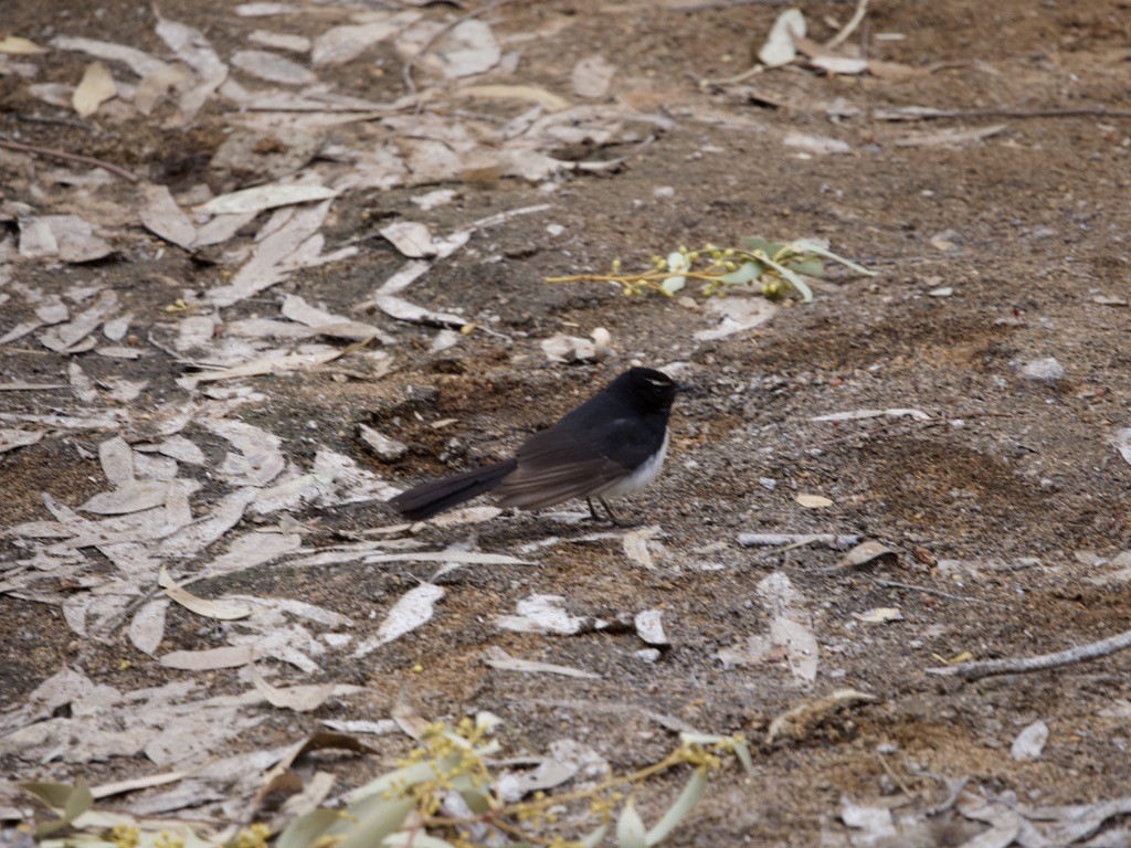 Willie-wagtail - ML615240343