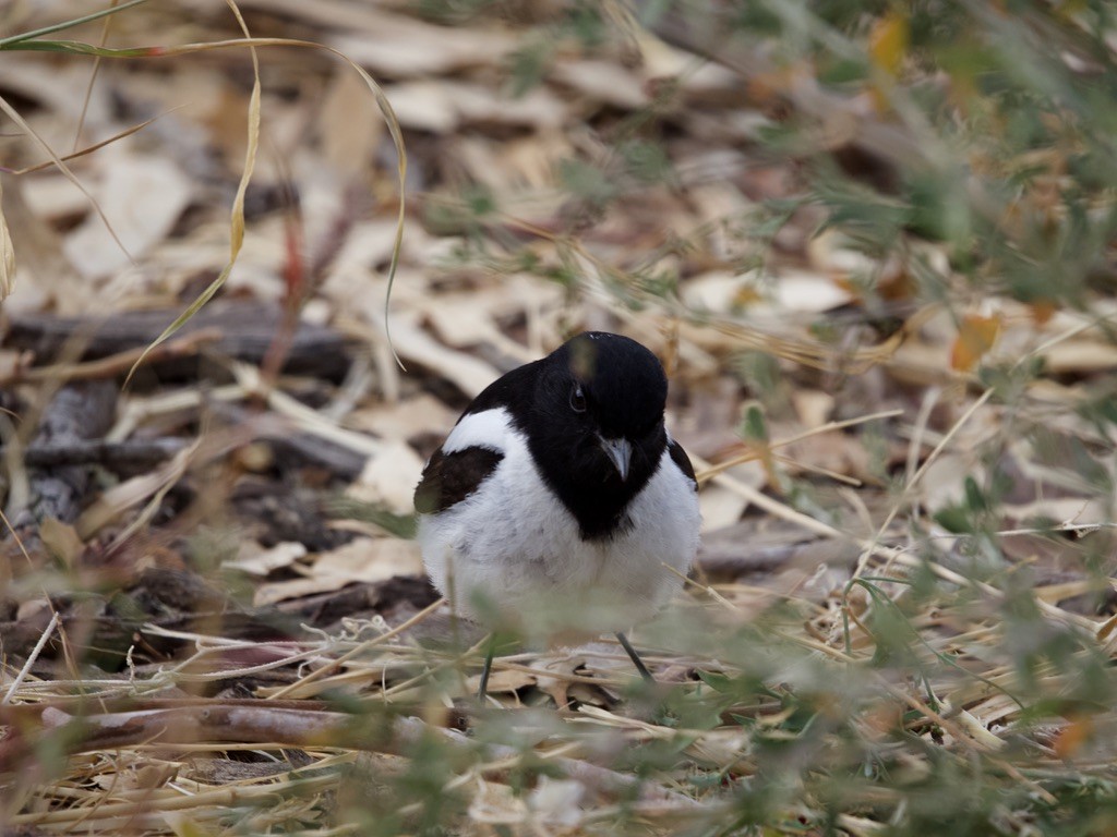 Hooded Robin - ML615240354