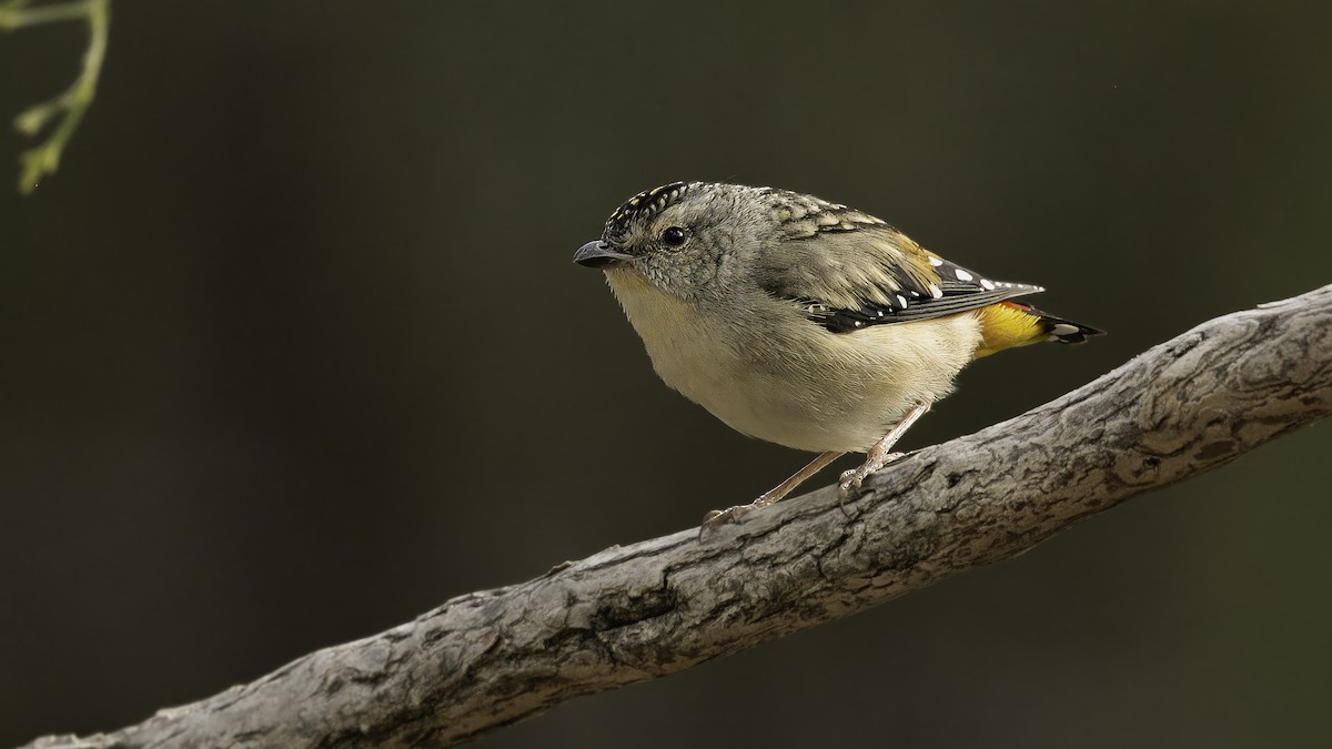 Pardalote Moteado (xanthopyge) - ML615240355