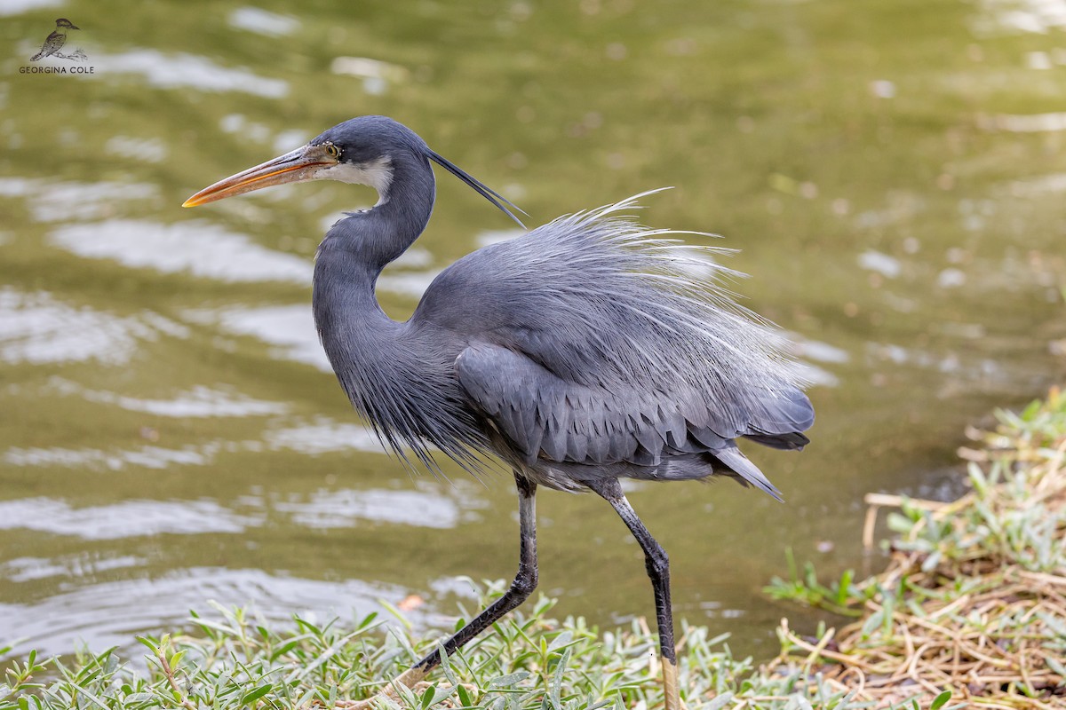 Western Reef-Heron - ML615240356