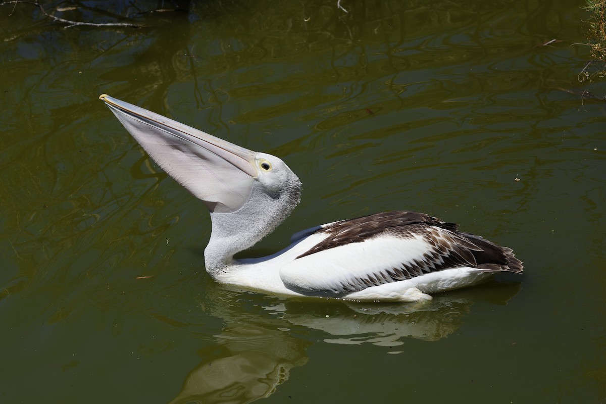 pelikán australský - ML615240357