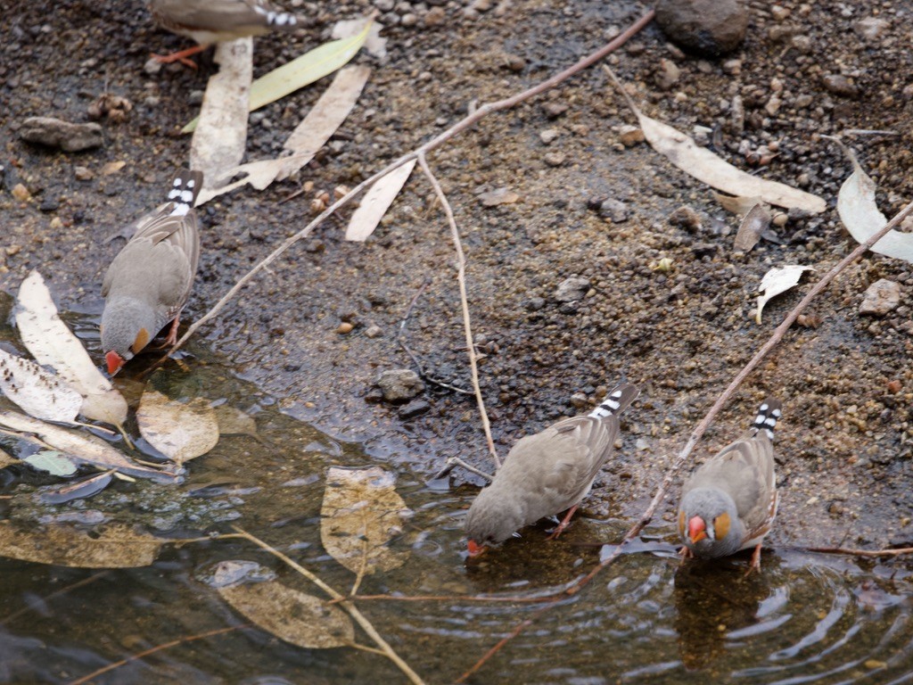 Zebra Finch - ML615240365