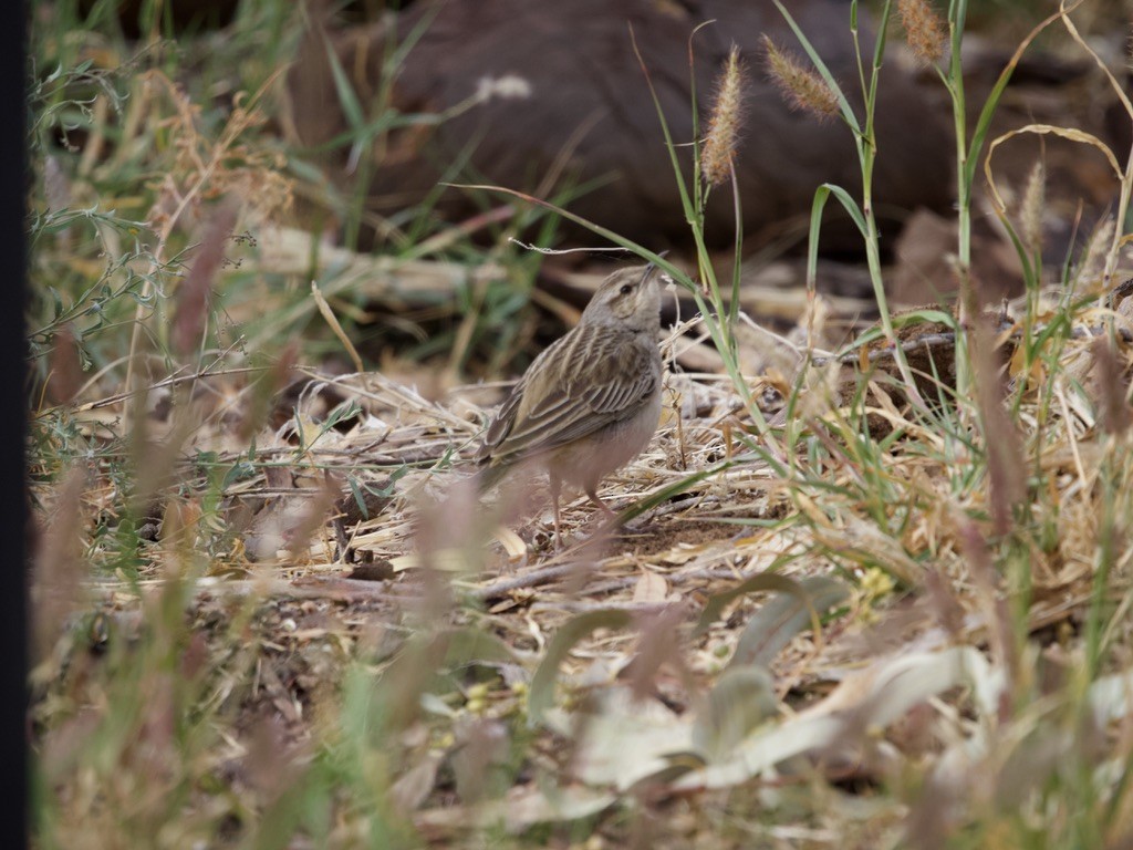 Rufous Songlark - ML615240388