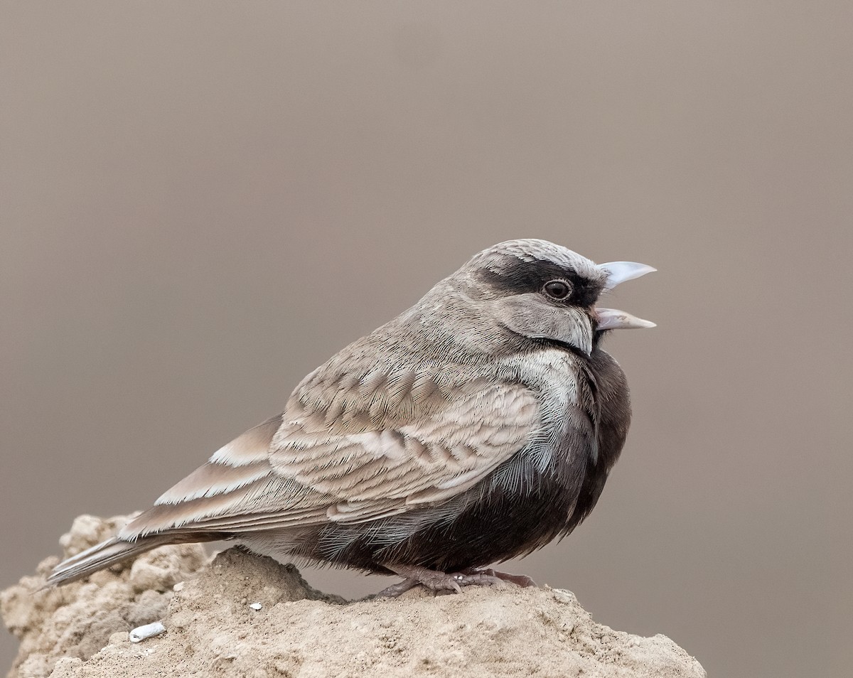 Ashy-crowned Sparrow-Lark - ML615240476