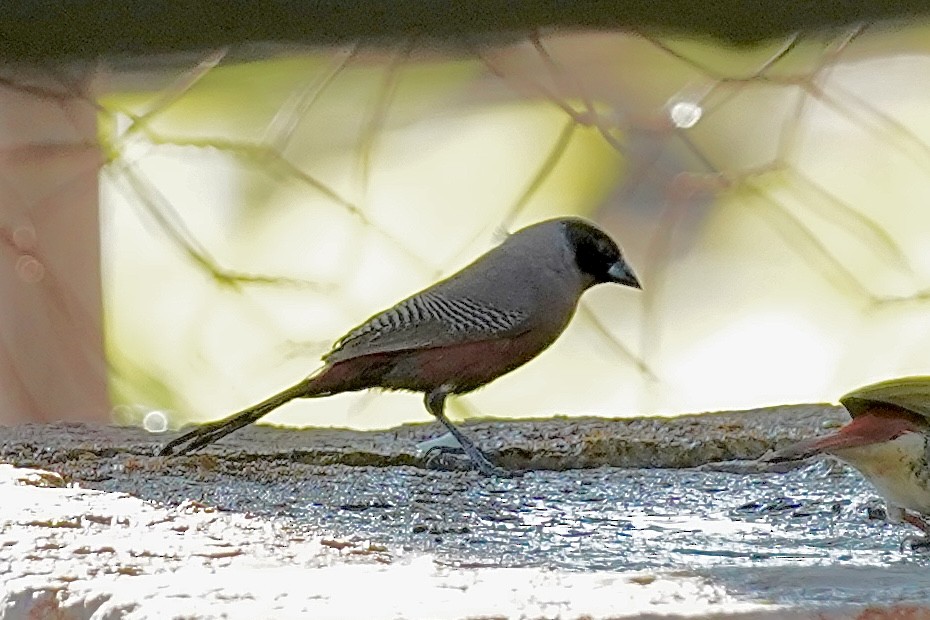 Black-faced Waxbill - ML615240477