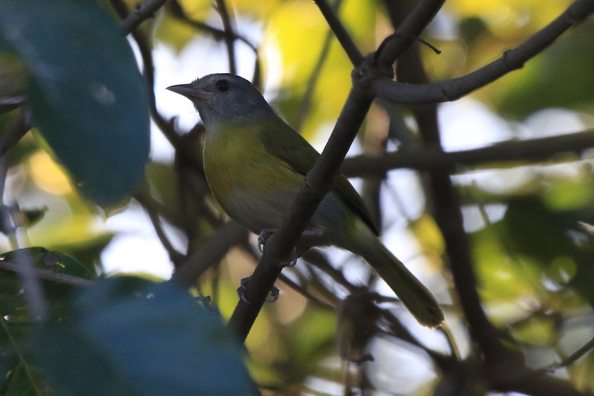 Ashy-headed Greenlet - ML61524051