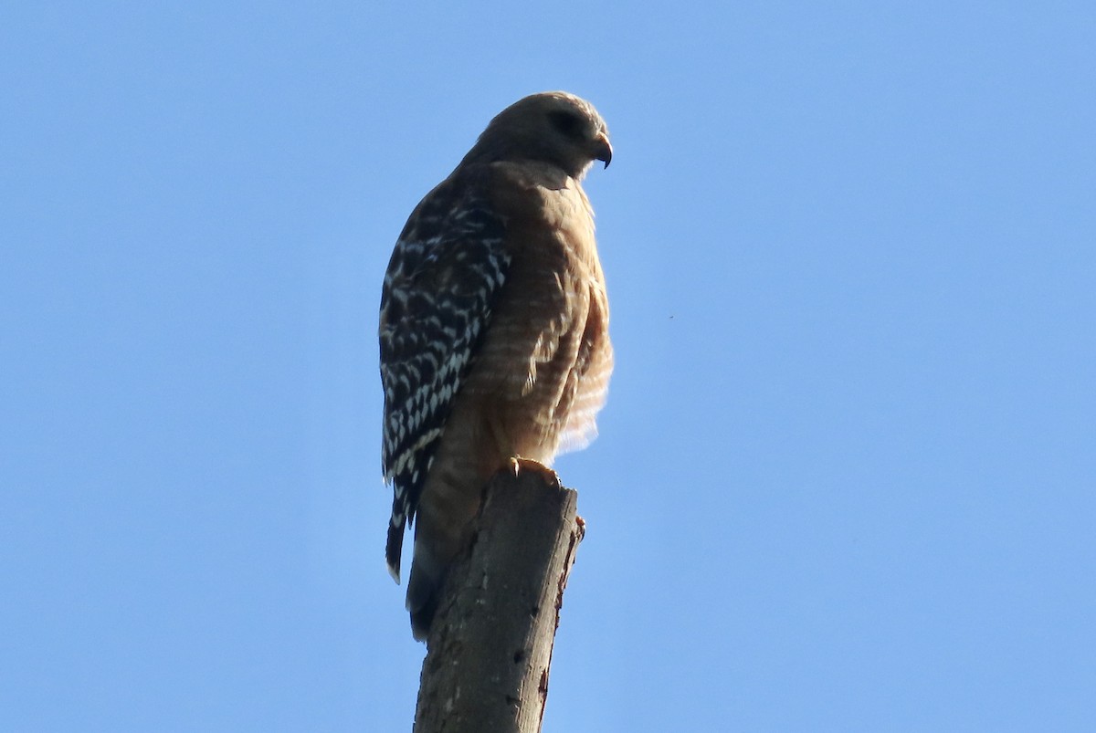 Red-shouldered Hawk - ML615240511