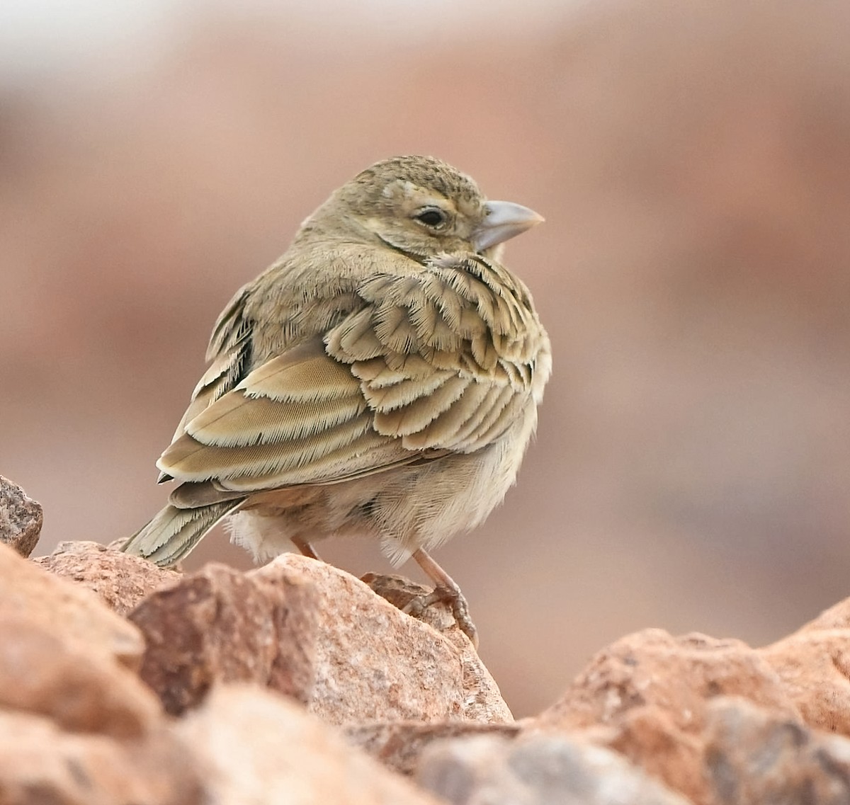 Ashy-crowned Sparrow-Lark - ML615240563