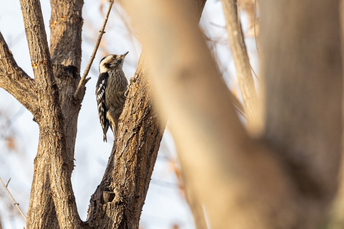 Gray-capped Pygmy Woodpecker - ML615240566
