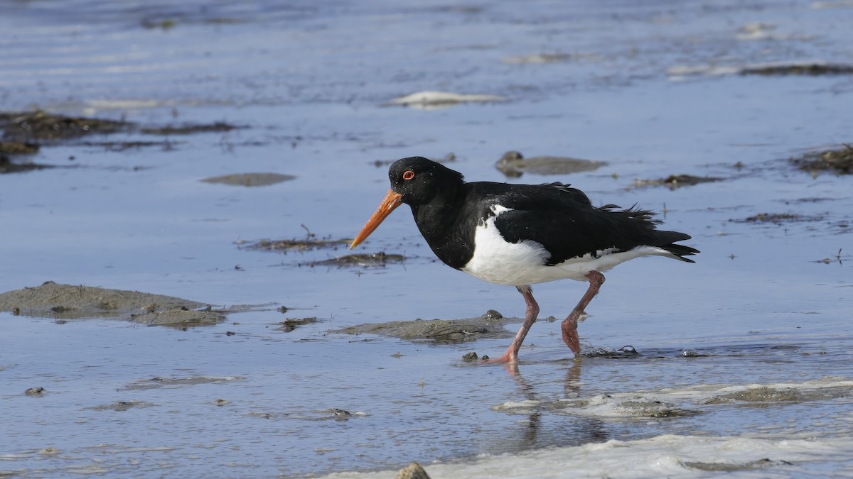 Pied Oystercatcher - ML615240611