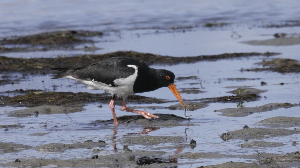 Pied Oystercatcher - ML615240655