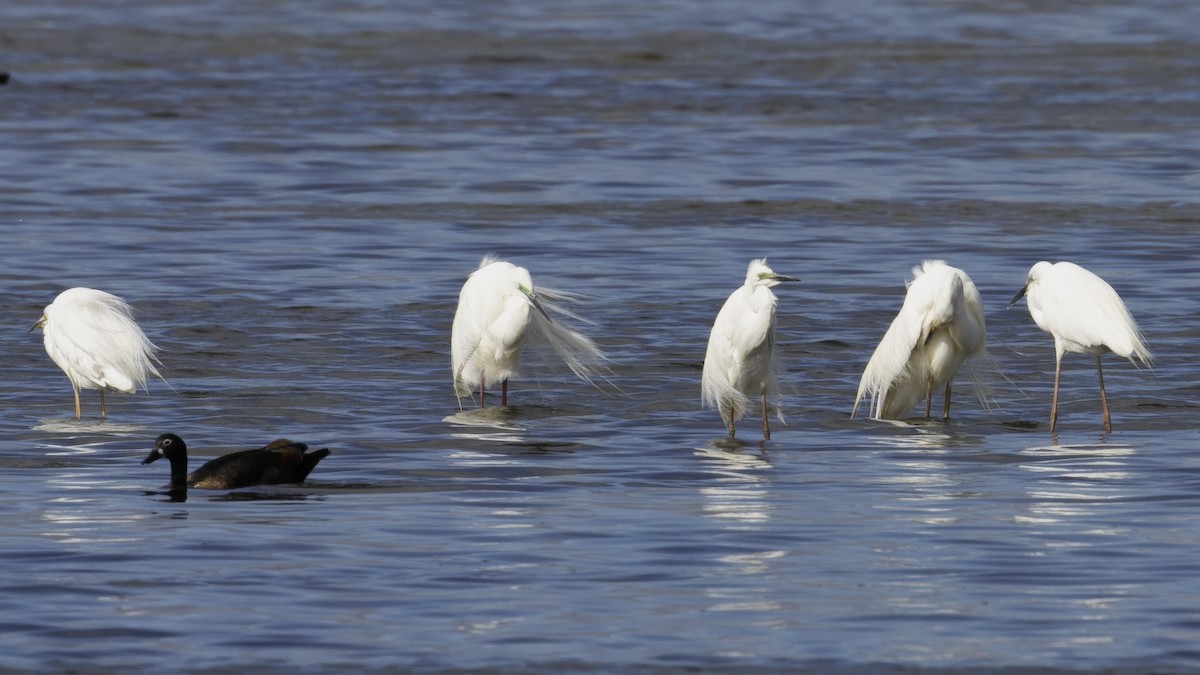 Great Egret (modesta) - ML615240724