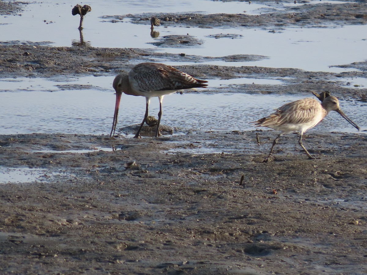 Black-tailed Godwit - ML615240732