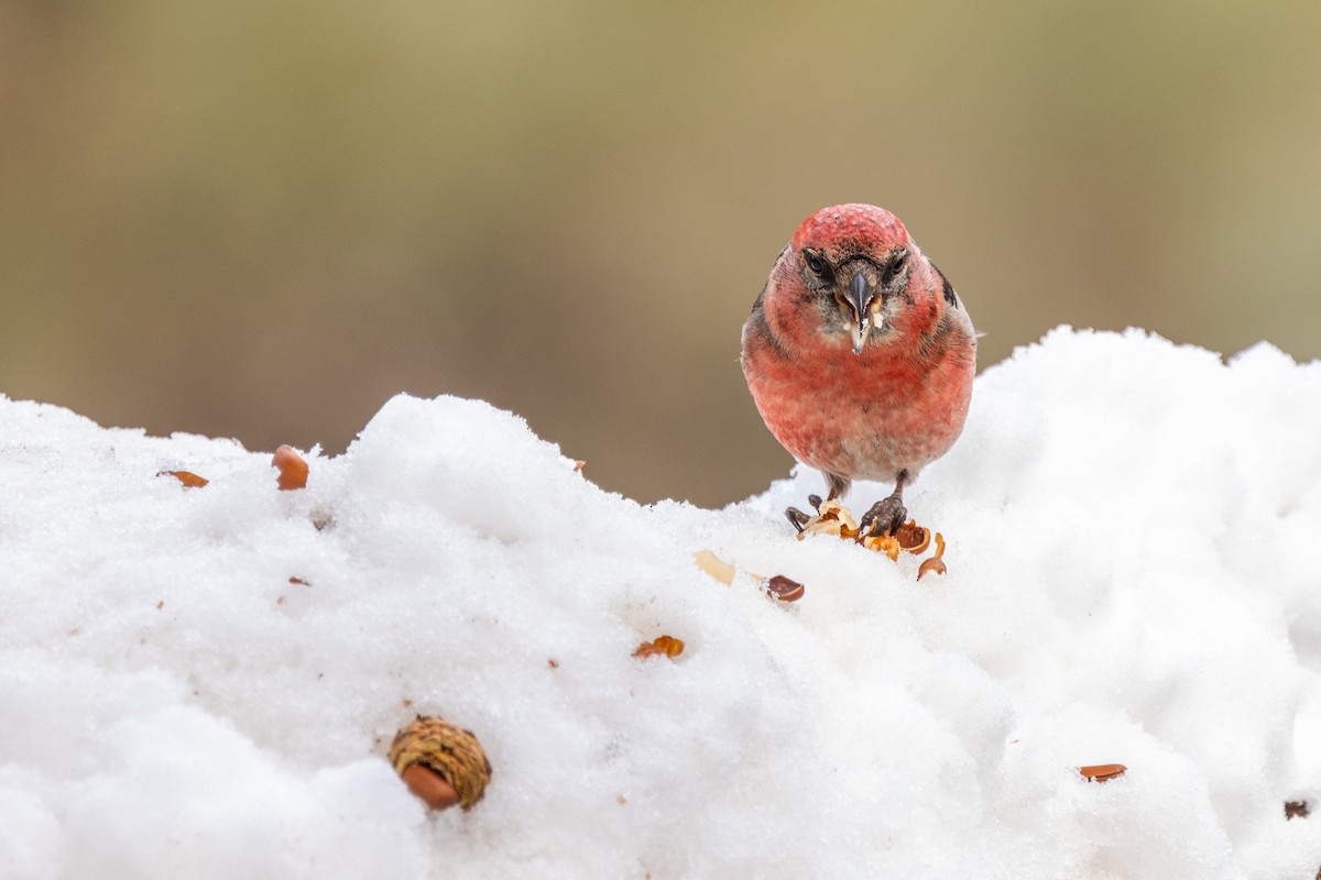 White-winged Crossbill - ML615240741